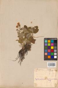 Fragaria viridis Duchesne, Eastern Europe, Middle Volga region (E8) (Russia)