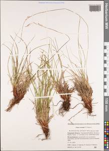 Carex rhizina subsp. reventa (V.I.Krecz.) T.V.Egorova, Siberia, Russian Far East (S6) (Russia)