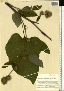 Arctium nemorosum Lej., Eastern Europe, Central region (E4) (Russia)