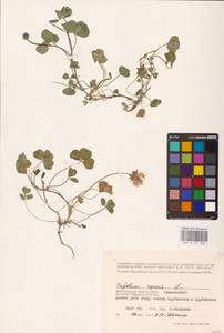 Trifolium repens L., Eastern Europe, Lower Volga region (E9) (Russia)