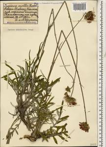 Jurinea arachnoidea Bunge, Caucasus, Stavropol Krai, Karachay-Cherkessia & Kabardino-Balkaria (K1b) (Russia)