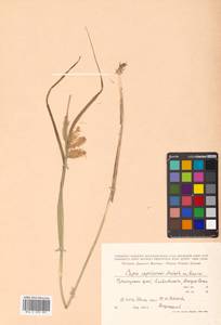Carex capricornis Meinsh. ex Maxim., Siberia, Russian Far East (S6) (Russia)