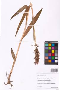 Dactylorhiza majalis subsp. baltica (Klinge) H.Sund., Eastern Europe, North-Western region (E2) (Russia)