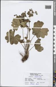 Alchemilla rhiphaea Juz., Eastern Europe, Eastern region (E10) (Russia)