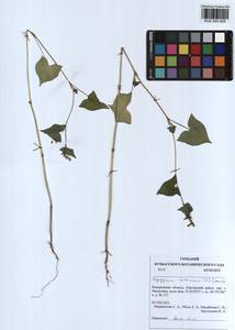 Fagopyrum tataricum (L.) Gaertn., Siberia, Altai & Sayany Mountains (S2) (Russia)