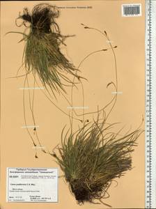 Carex pediformis C.A.Mey., Siberia, Central Siberia (S3) (Russia)