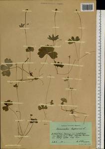 Coptidium lapponicum (L.) Á. Löve & D. Löve, Siberia, Yakutia (S5) (Russia)