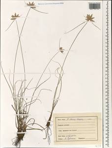 Cyperus, South Asia, South Asia (Asia outside ex-Soviet states and Mongolia) (ASIA) (India)