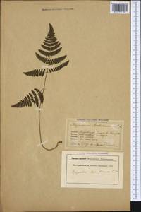 Gymnocarpium robertianum (Hoffm.) Newman, Western Europe (EUR) (Switzerland)