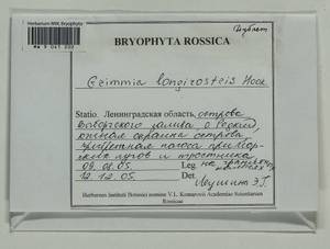 Grimmia longirostris Hook., Bryophytes, Bryophytes - Karelia, Leningrad & Murmansk Oblasts (B4) (Russia)