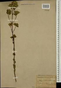 Origanum vulgare L., Caucasus, Abkhazia (K4a) (Abkhazia)