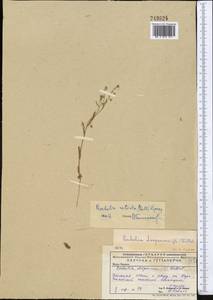 Rochelia retorta (Pall.) Lipsky, Middle Asia, Caspian Ustyurt & Northern Aralia (M8) (Kazakhstan)
