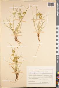 Carex bohemica Schreb., Eastern Europe, Central forest region (E5) (Russia)