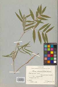 Vicia venosa (Willd. ex Link) Maxim., Siberia, Russian Far East (S6) (Russia)