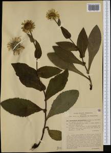 Buphthalmum speciosissimum L., Western Europe (EUR) (Italy)