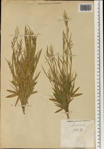 Poaceae, South Asia, South Asia (Asia outside ex-Soviet states and Mongolia) (ASIA) (Japan)