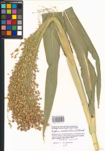 Sorghum bicolor (L.) Moench, Eastern Europe, Moscow region (E4a) (Russia)