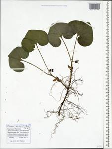 Asarum europaeum subsp. caucasicum (Duchartre) Soó, Caucasus, Stavropol Krai, Karachay-Cherkessia & Kabardino-Balkaria (K1b) (Russia)