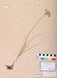 Allium ramosum L., Siberia, Altai & Sayany Mountains (S2) (Russia)