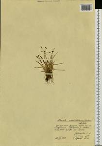Luzula arcuata subsp. unalaschkensis (Buch.) Hultén, Siberia, Chukotka & Kamchatka (S7) (Russia)