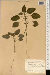Amaranthus viridis L., South Asia, South Asia (Asia outside ex-Soviet states and Mongolia) (ASIA) (North Korea)