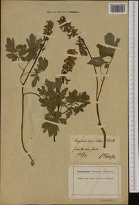 Corydalis cava (L.) Schweigg. & Körte, Western Europe (EUR) (Germany)