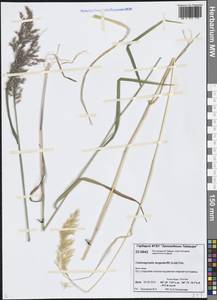 Calamagrostis purpurea (Trin.) Trin., Siberia, Central Siberia (S3) (Russia)