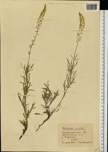 Reseda lutea L., Eastern Europe, South Ukrainian region (E12) (Ukraine)
