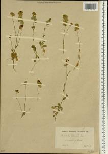 Biscutella didyma L., South Asia, South Asia (Asia outside ex-Soviet states and Mongolia) (ASIA) (Turkey)
