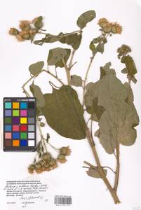 Arctium ×nothum (Ruhmer) Hallier, Eastern Europe, Moscow region (E4a) (Russia)