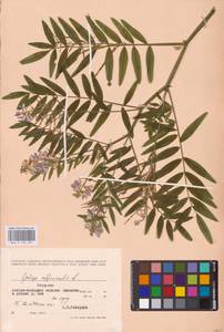 Galega officinalis L., Eastern Europe (no precise locality) (E0)