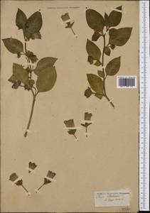 Atropa belladonna L., Western Europe (EUR) (Not classified)