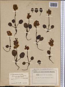 Pyrola grandiflora Radius, America (AMER) (Canada)