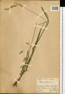 Bromus secalinus L., Eastern Europe, Moscow region (E4a) (Russia)