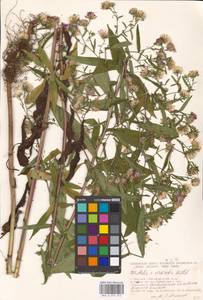 Symphyotrichum ×versicolor (Willd.) G. L. Nesom, Eastern Europe, Moscow region (E4a) (Russia)