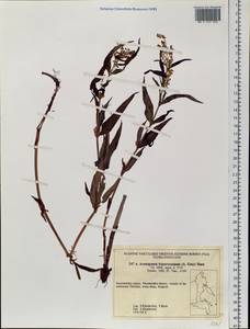 Koenigia tripterocarpa (A. Gray) T. M. Schust. & Reveal, Siberia, Chukotka & Kamchatka (S7) (Russia)