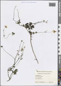 Ranunculus caucasicus M.Bieb., Caucasus, Azerbaijan (K6) (Azerbaijan)