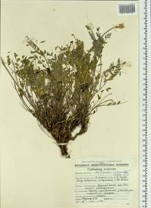 Astragalus laxmannii subsp. laxmannii, Siberia, Chukotka & Kamchatka (S7) (Russia)