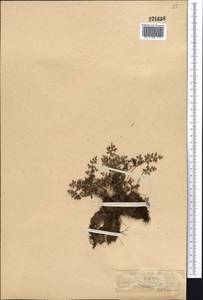 Asplenium ruta-muraria L., Middle Asia, Northern & Central Tian Shan (M4) (Kazakhstan)