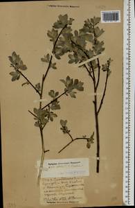 Salix aurita × lapponum, Eastern Europe, Volga-Kama region (E7) (Russia)