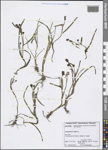 Sparganium natans L., Siberia, Central Siberia (S3) (Russia)