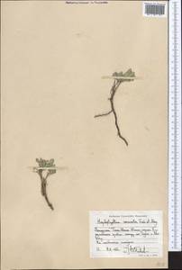 Haplophyllum versicolor Fisch. & C. A. Mey., Middle Asia, Western Tian Shan & Karatau (M3) (Uzbekistan)