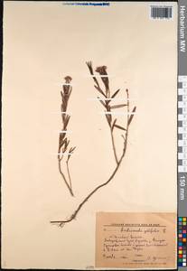 Andromeda polifolia L., Siberia, Russian Far East (S6) (Russia)