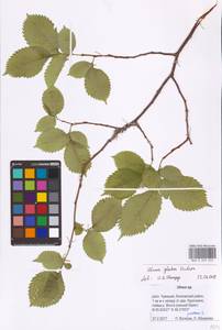 Ulmus glabra Huds., Eastern Europe, Middle Volga region (E8) (Russia)