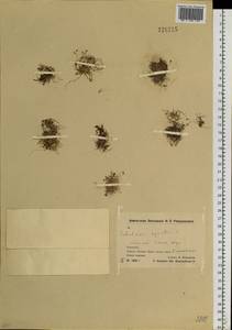 Subularia aquatica L., Siberia, Chukotka & Kamchatka (S7) (Russia)
