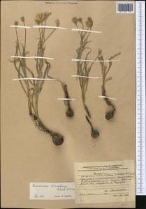 Gelasia circumflexa (Krasch. & Lipsch.) Zaika, Sukhor. & N. Kilian, Middle Asia, Western Tian Shan & Karatau (M3) (Kyrgyzstan)