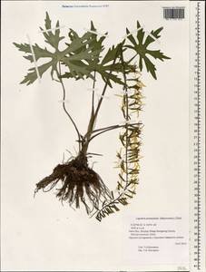 Ligularia przewalskii (Maxim.) Diels, South Asia, South Asia (Asia outside ex-Soviet states and Mongolia) (ASIA) (China)