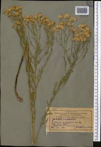 Galatella sedifolia subsp. sedifolia, Middle Asia, Western Tian Shan & Karatau (M3) (Uzbekistan)