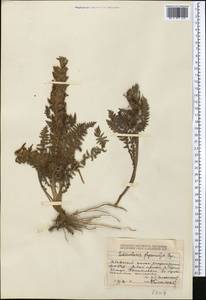 Pedicularis physocalyx Bunge, Middle Asia, Dzungarian Alatau & Tarbagatai (M5) (Kazakhstan)
