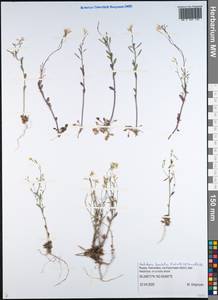 Arabidopsis lyrata subsp. kamchatica (Fisch. ex DC.) O'Kane & Al-Shehbaz, Siberia, Chukotka & Kamchatka (S7) (Russia)